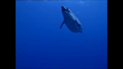 Животът на древните бозайници