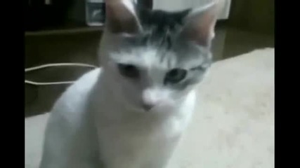 Котката остана без думи