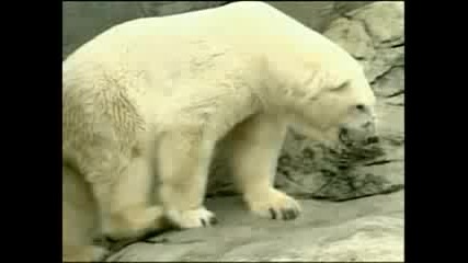 Почина най-старата полярна мечка в света
