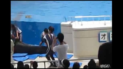 Делфин излиза от басейна по време на шоу 