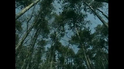 Boris Dali - Piqn