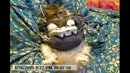 Котка геймър - смях 