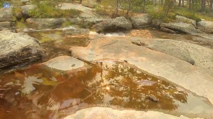 4k Forestnation Earth Day Music Video ft Dj Affani Aaron Ableman Uhd