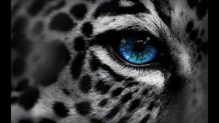 Omnia - The Light (original Mix)