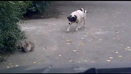 Куче и котка