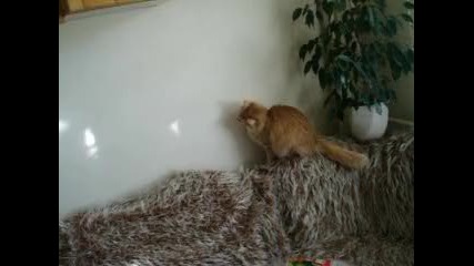 Падаща котка :д :д :д