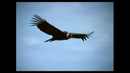 El Condor Pasa 2013