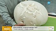"Пълен абсурд": Родопчанин намери 12-килограмова гъба