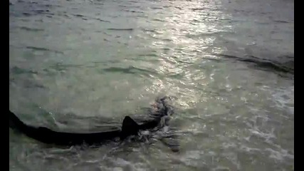 Акула излиза на брега и плаши хората!