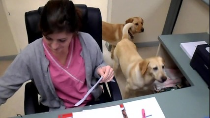 Куче помага в офиса