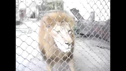 Смях! Лъв лае като куче