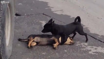 Куче се опитва да съживи мъртвото си приятелче.