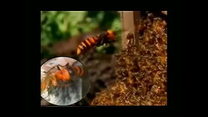 Giant Japanese Hornets