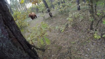 Мечка напада велосипедист в гората