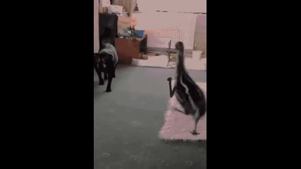 Видео - (2015-09-29 22:49:35)