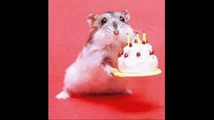 Hamster Dance.flv