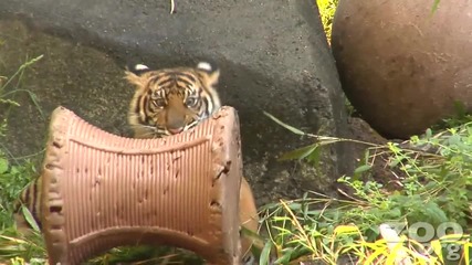 Сладко бебе тигър на седем месеца 