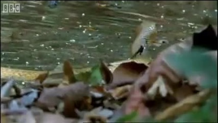 Monkeys bluff - Clever Monkeys - Bbc Earth 