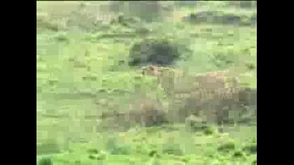 Cheetah feeds her cubs - Bbc wildlife