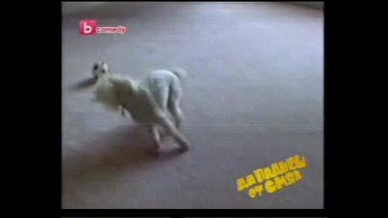 да паднеш от смях