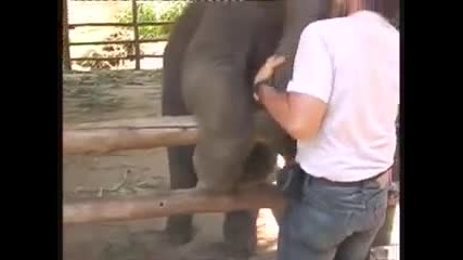 Слонче прегръща мъж