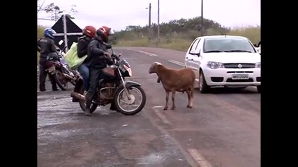 Ядосана овца тормози хора !