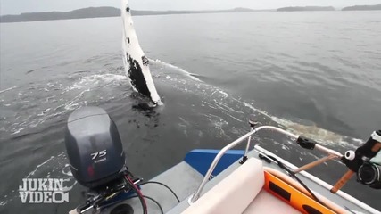 Удивително - кит поздравява екипаж на лодка !