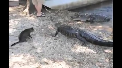 Котка възпитава алигатор