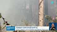 Пожар обхвана борова гора край Бургас