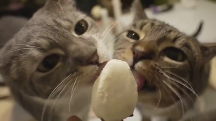 Котки ближат сладолед - Компилация