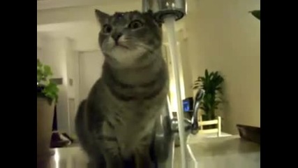 Котка пие вода по много странен начин - Смях