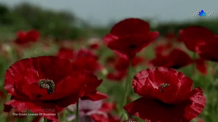 Ennio Morricone - The Green Leaves of Summer