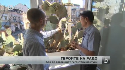 Героите на Радо: Да отгледаш кактус