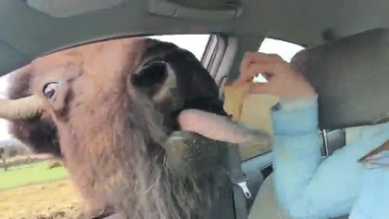 Момиче за малко да получи целувка от бизон докато го храни