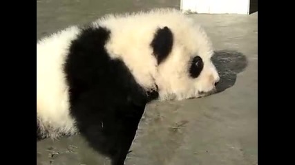 Бебе Panda 