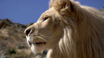 Луфуно - белият лъв