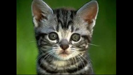 Игра 13 Кое котенце е по сладко?{затворена}