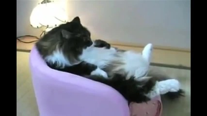 kitty chillin on the couch