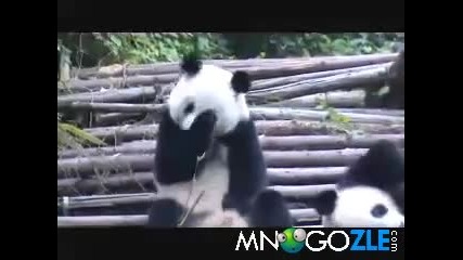 Кихащата Панда 