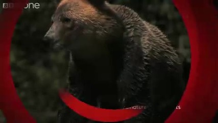 Hd Забавен кадър - Мечка / Bear shaking water off its fur - Natures Great Events Bbc One / 