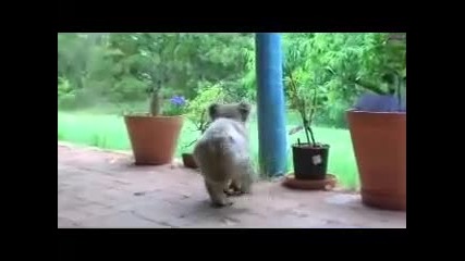 малка коала се бие с куче 