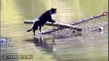 Ето че и котките могат да плуват
