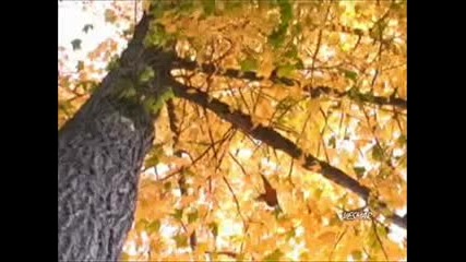 When the leaves come falling down 1999