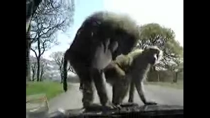 Маймунски Секс ! (100% Смях) :d 