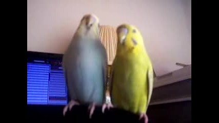 Gangsta Budgies xD