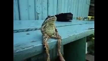 Жаба седи на пейка като човек