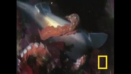 акула срещу октопод