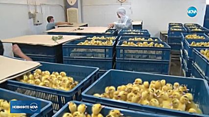 Птицевъди се опасяват, че мерките срещу птичия грип ще унищожат бизнеса