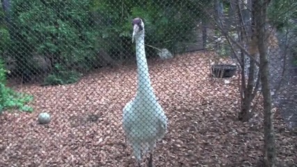 Fun with zoo animals 