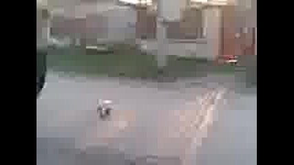 Iliqn I Ico Vasil 4erniq Don4evo